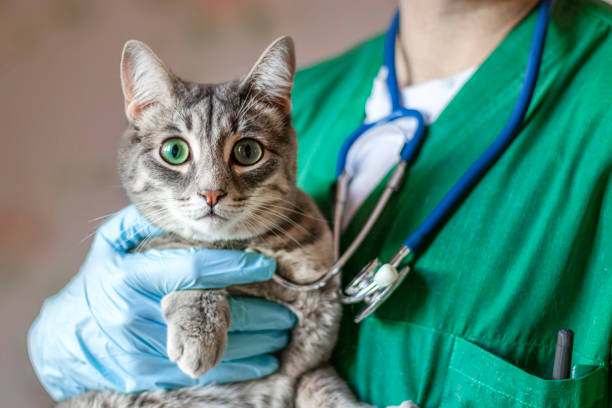 Gato en veterinario